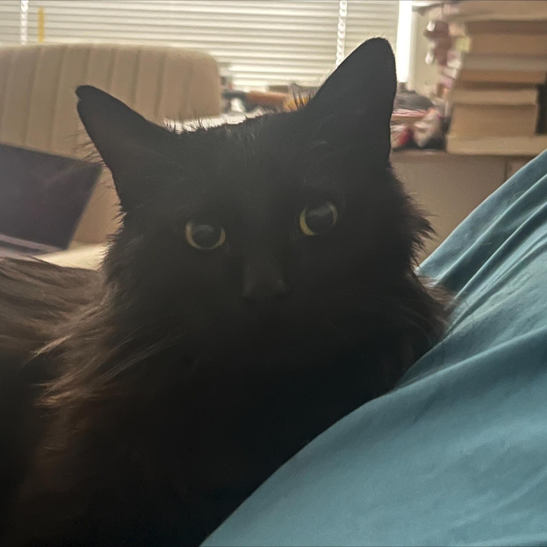 Sidney, a Adoptable mixed breed in Chicago, IL image 2/6