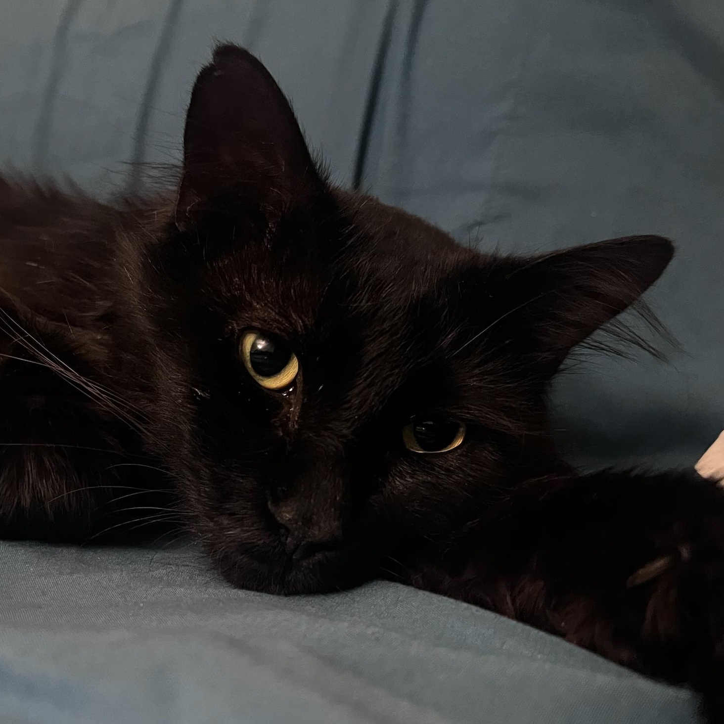 Sidney, a Adoptable mixed breed in Chicago, IL image 3/6