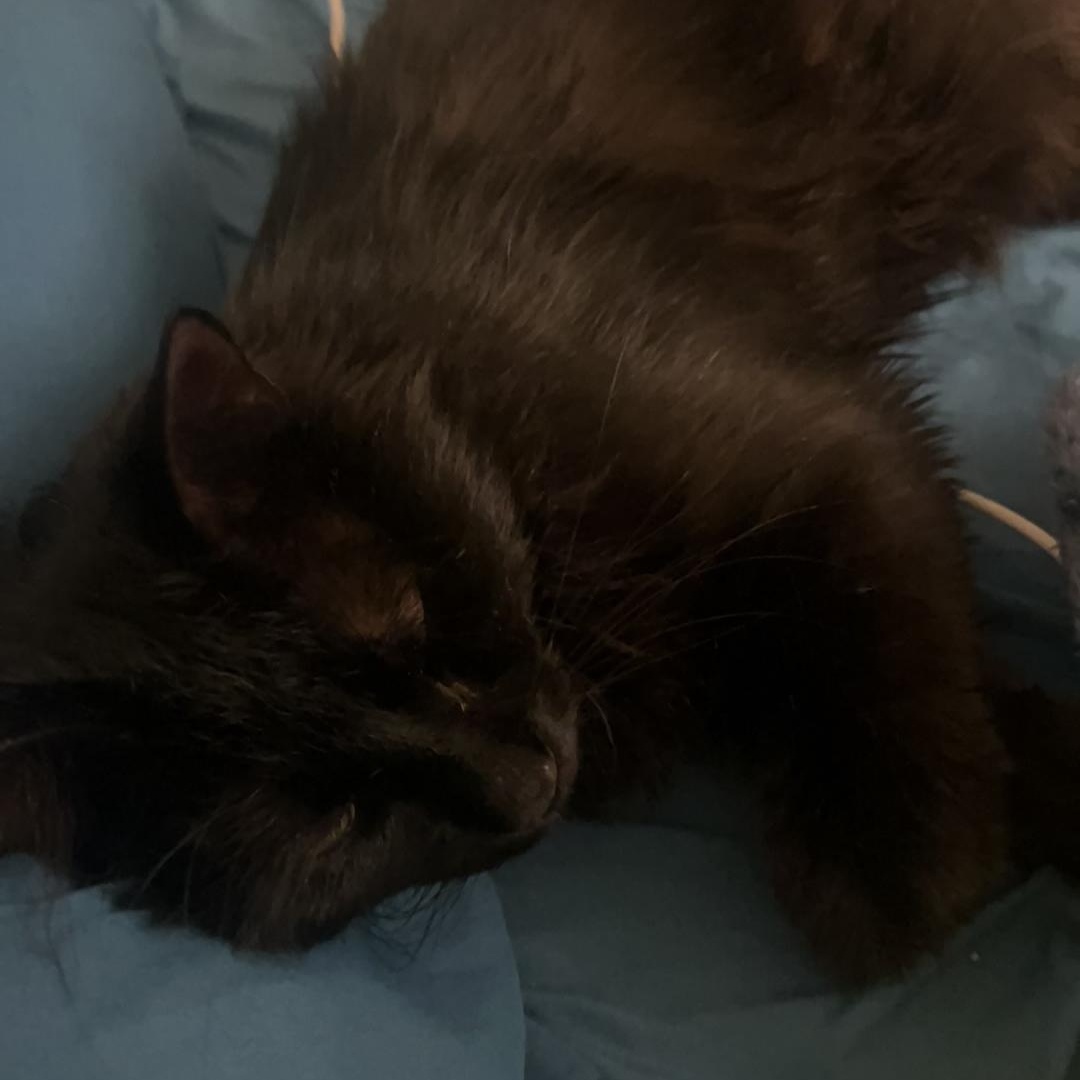 Sidney, a Adoptable mixed breed in Chicago, IL image 4/6