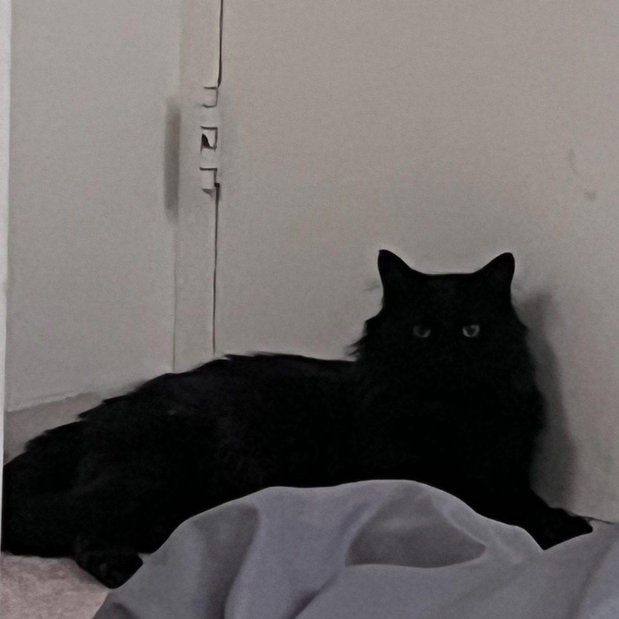 Sidney, a Adoptable mixed breed in Chicago, IL image 5/6