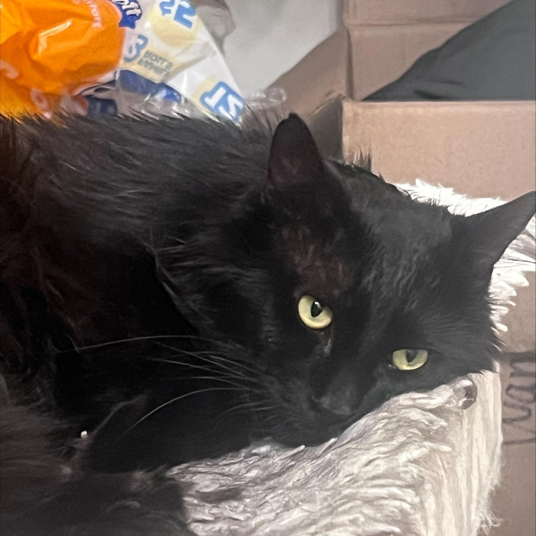 Sidney, a Adoptable mixed breed in Chicago, IL image 6/6