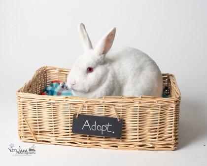 Hank, Adoptable, Adult Male New Zealand & Bunny Rabbit.
