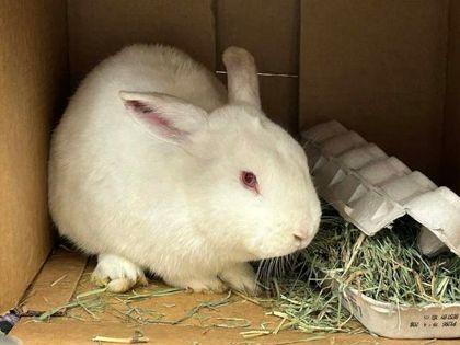 Hank, Adoptable, Adult Male New Zealand & Bunny Rabbit.