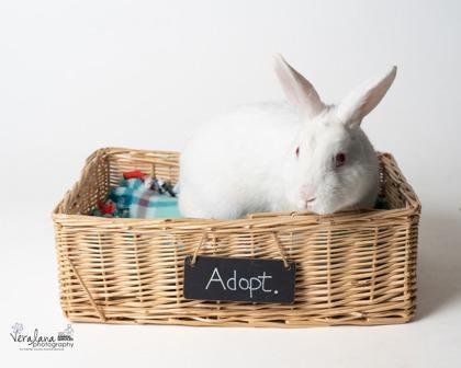 Hank, Adoptable, Adult Male New Zealand & Bunny Rabbit.
