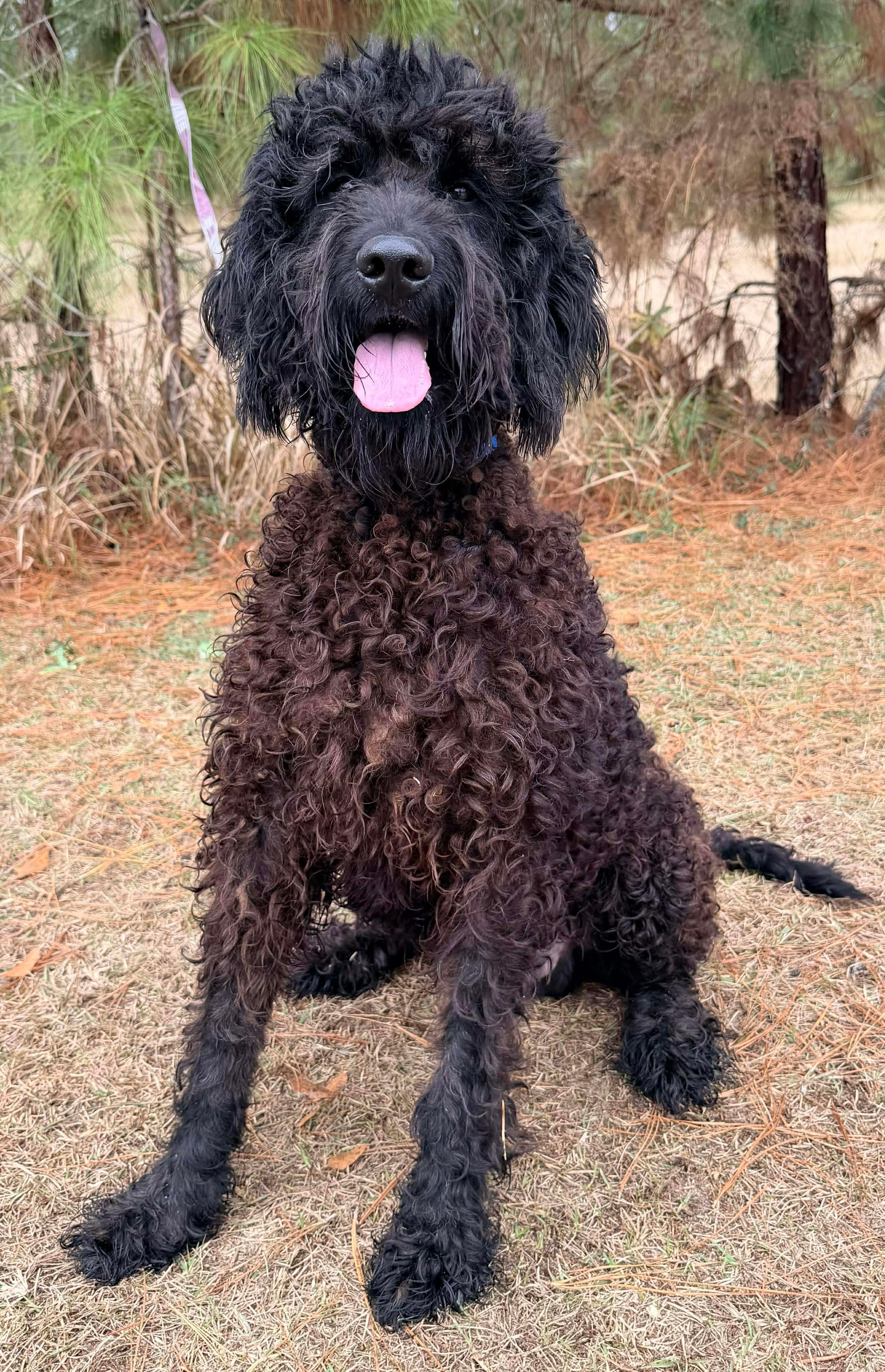 Enlarge Noodle, a Adoptable mixed breed in Southfield , MI image 2/6