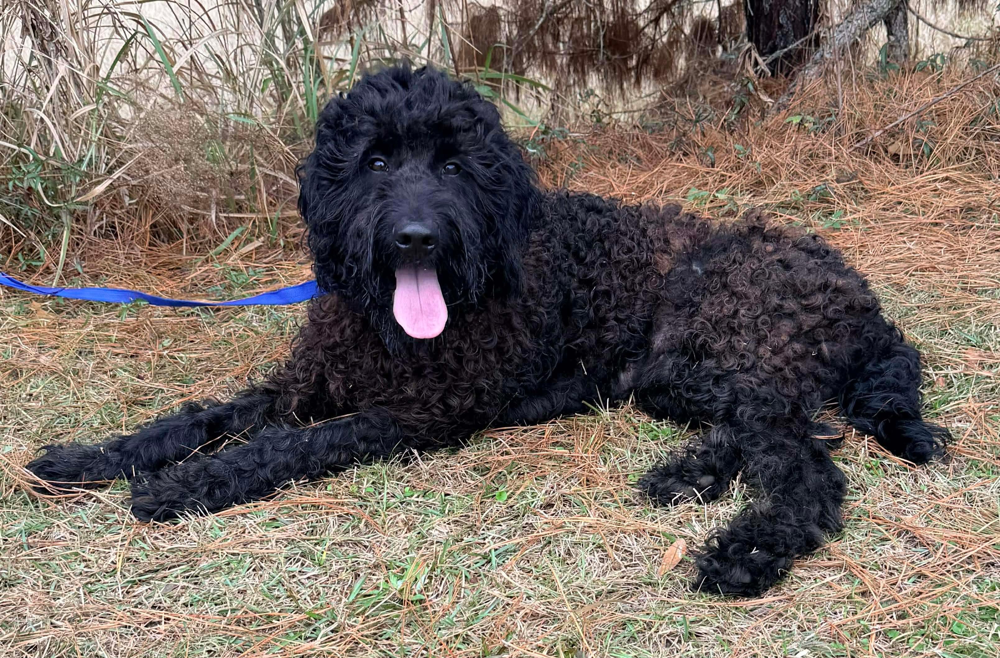 Enlarge Noodle, a Adoptable mixed breed in Southfield , MI image 3/6