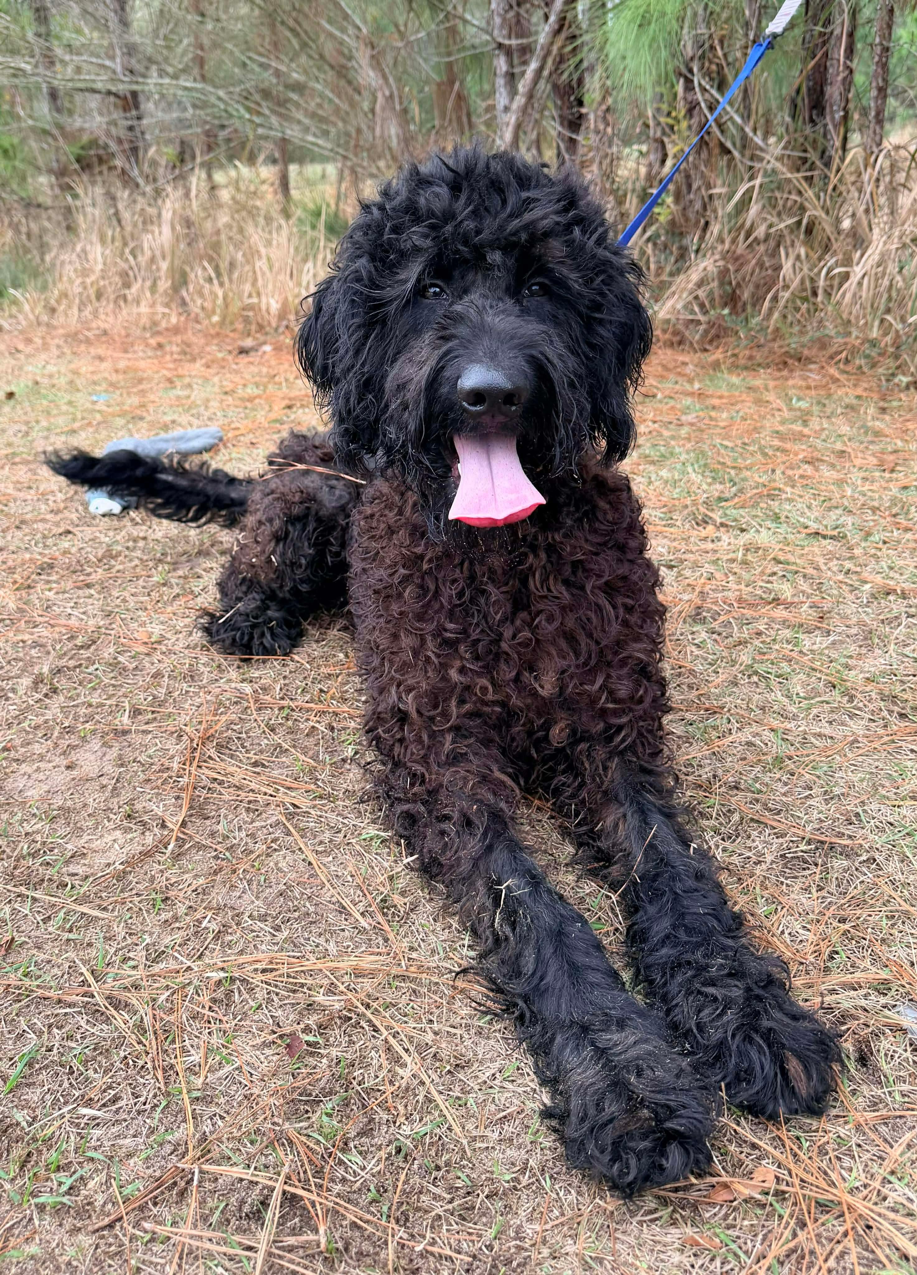 Enlarge Noodle, a Adoptable mixed breed in Southfield , MI image 4/6