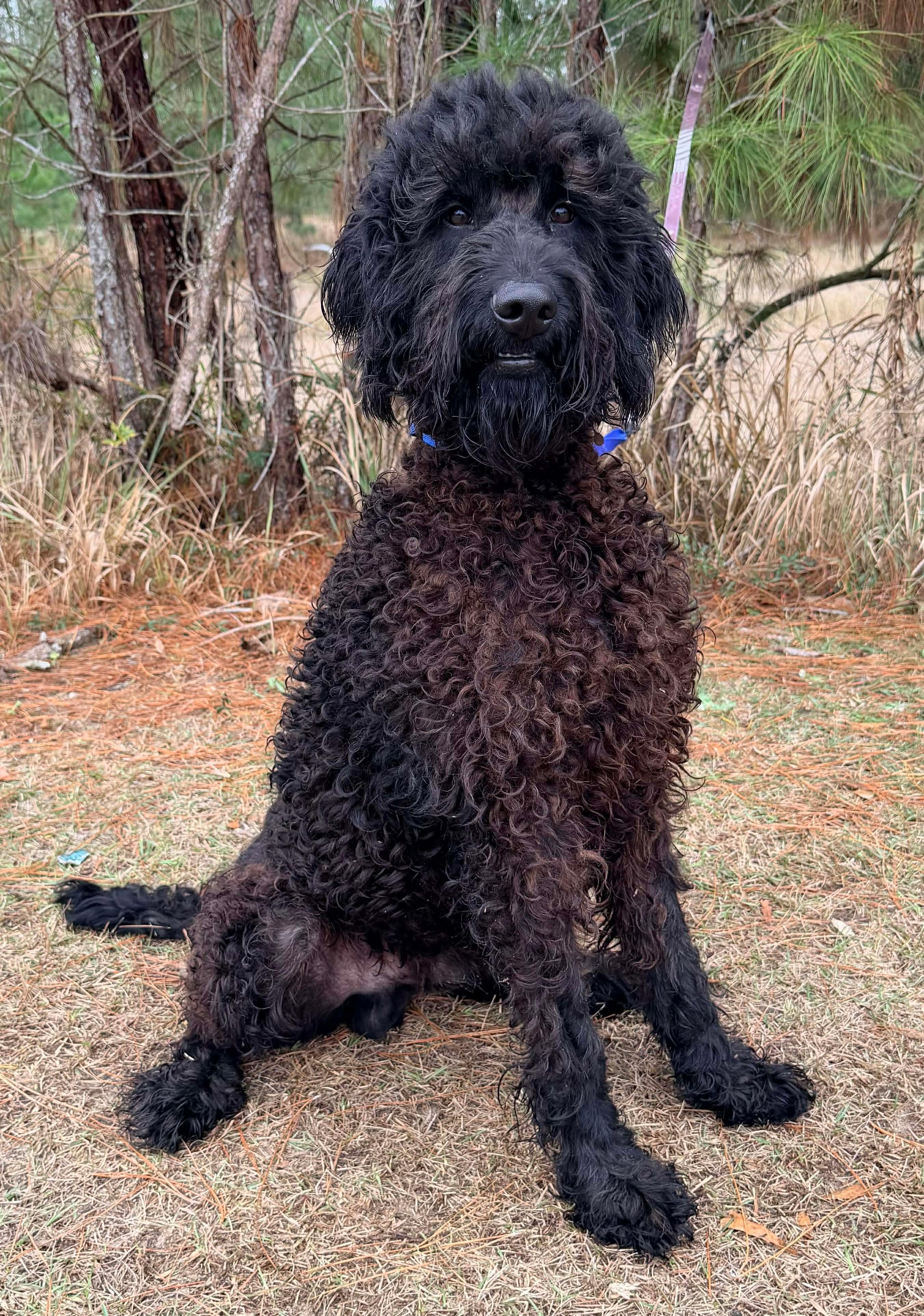 Enlarge Noodle, a Adoptable mixed breed in Southfield , MI image 5/6
