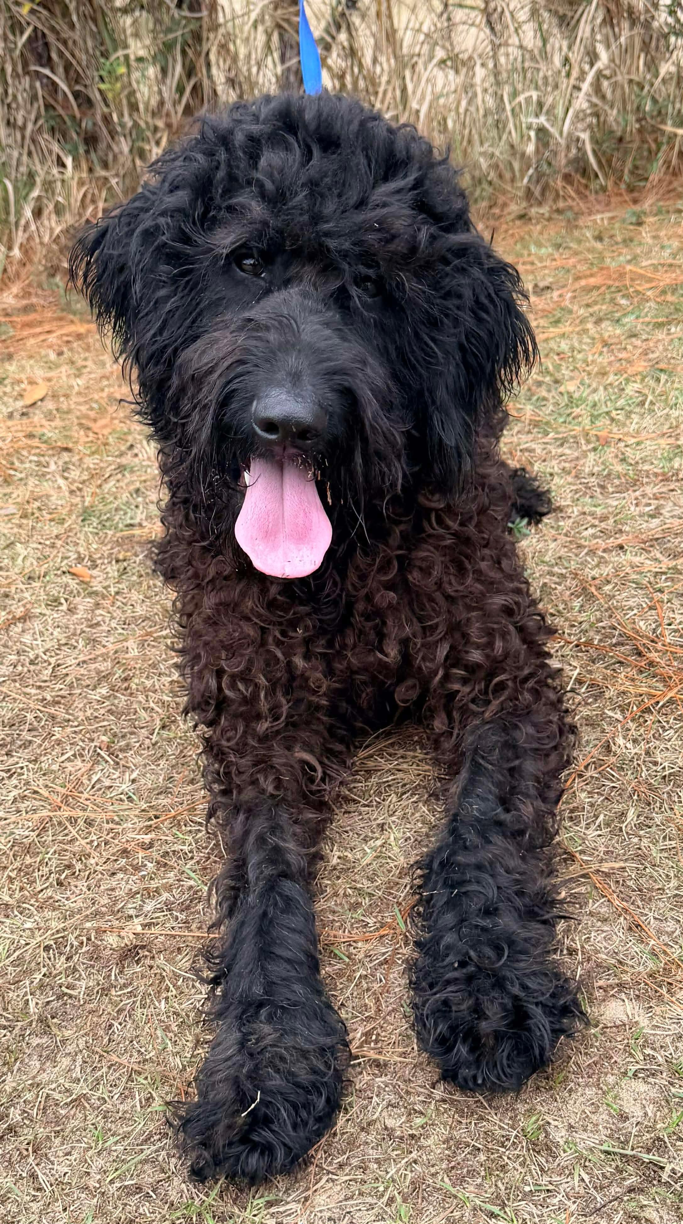 Noodle, Adoptable, Adult Male Labradoodle & Poodle.