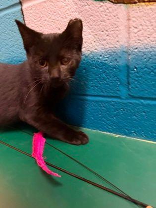 Enlarge Beau, a Adopted Domestic Short Hair in Williamsport, PA image 2/2