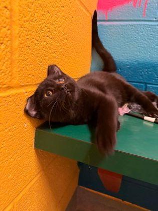 Enlarge Beau, a Adopted Domestic Short Hair in Williamsport, PA image 1/2
