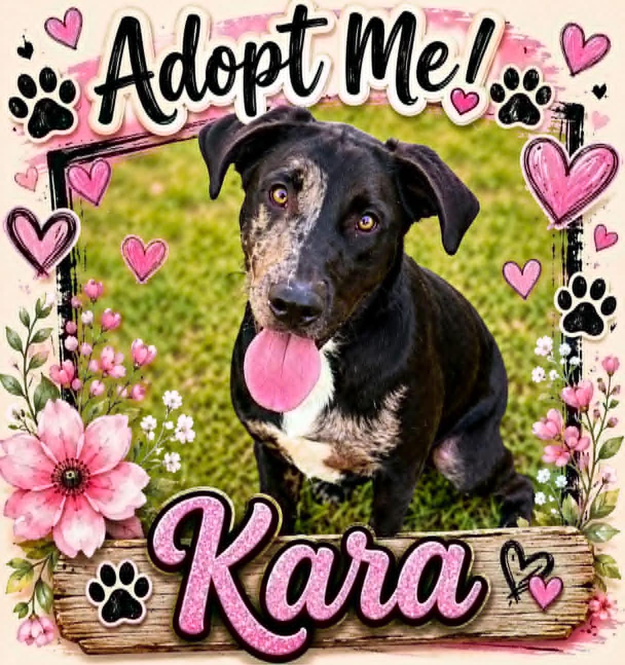 Enlarge Kara, a ADOPTABLE mixed breed in Bowie, TX image 1/1