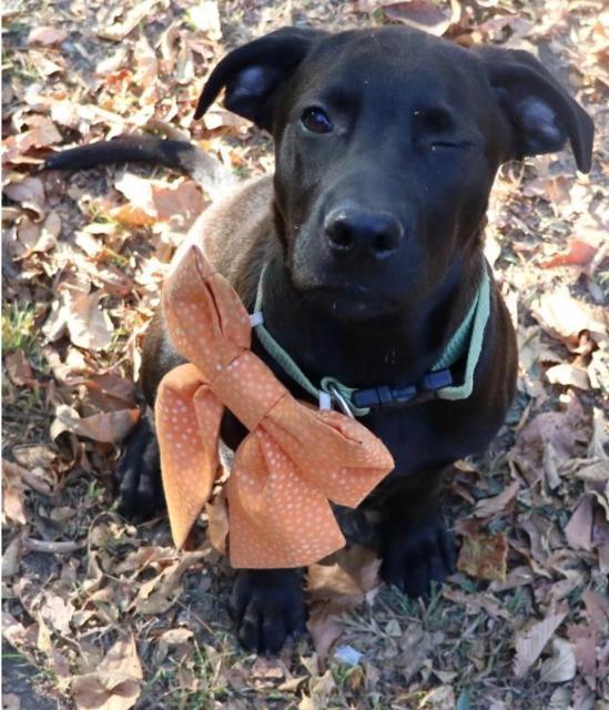 Katsu Samuel-Lu, Adoptable, Young Male Black Labrador Retriever.