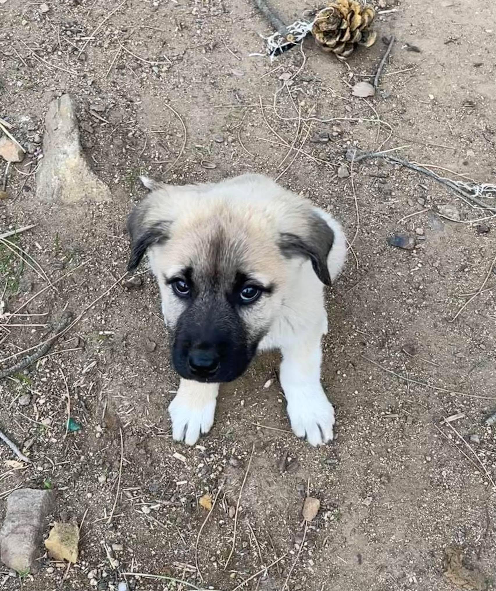 La Paz, Adopted, Puppy Female Great Pyrenees.