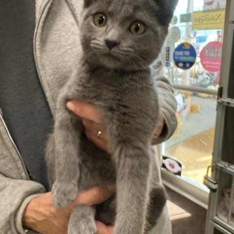 Wilson, Adopted, Young Male Domestic Short Hair.