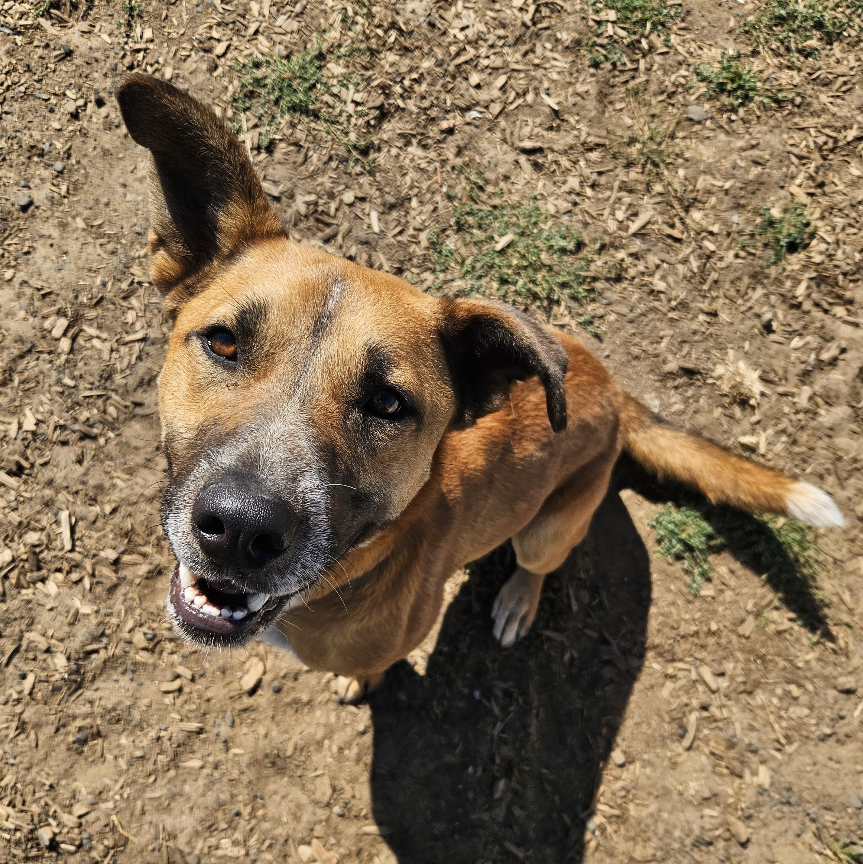 Oakley, a Adoptable mixed breed in The Dalles, OR image 4/5
