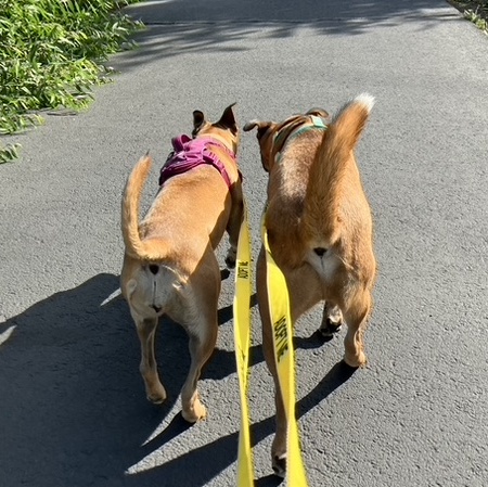 Oakley, a Adoptable mixed breed in The Dalles, OR image 5/5