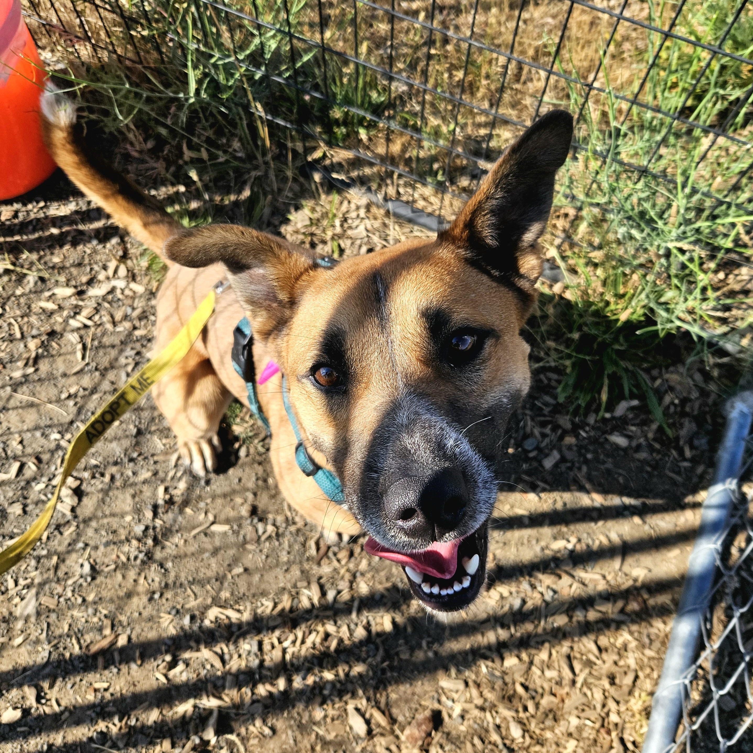 Oakley, an adoptable Shepherd in The Dalles, OR, 97058 | Photo Image 3