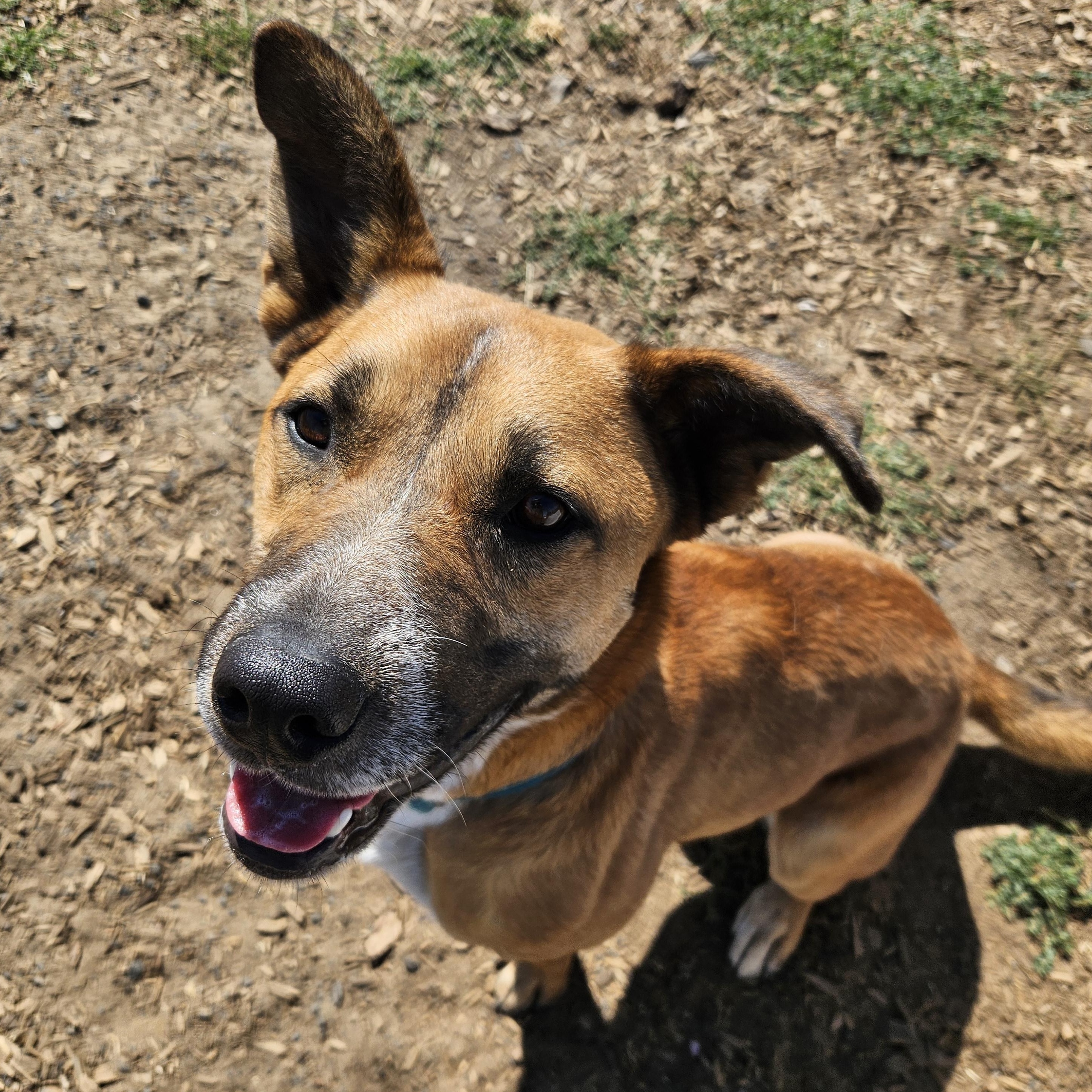 Oakley, a Adoptable mixed breed in The Dalles, OR image 1/5