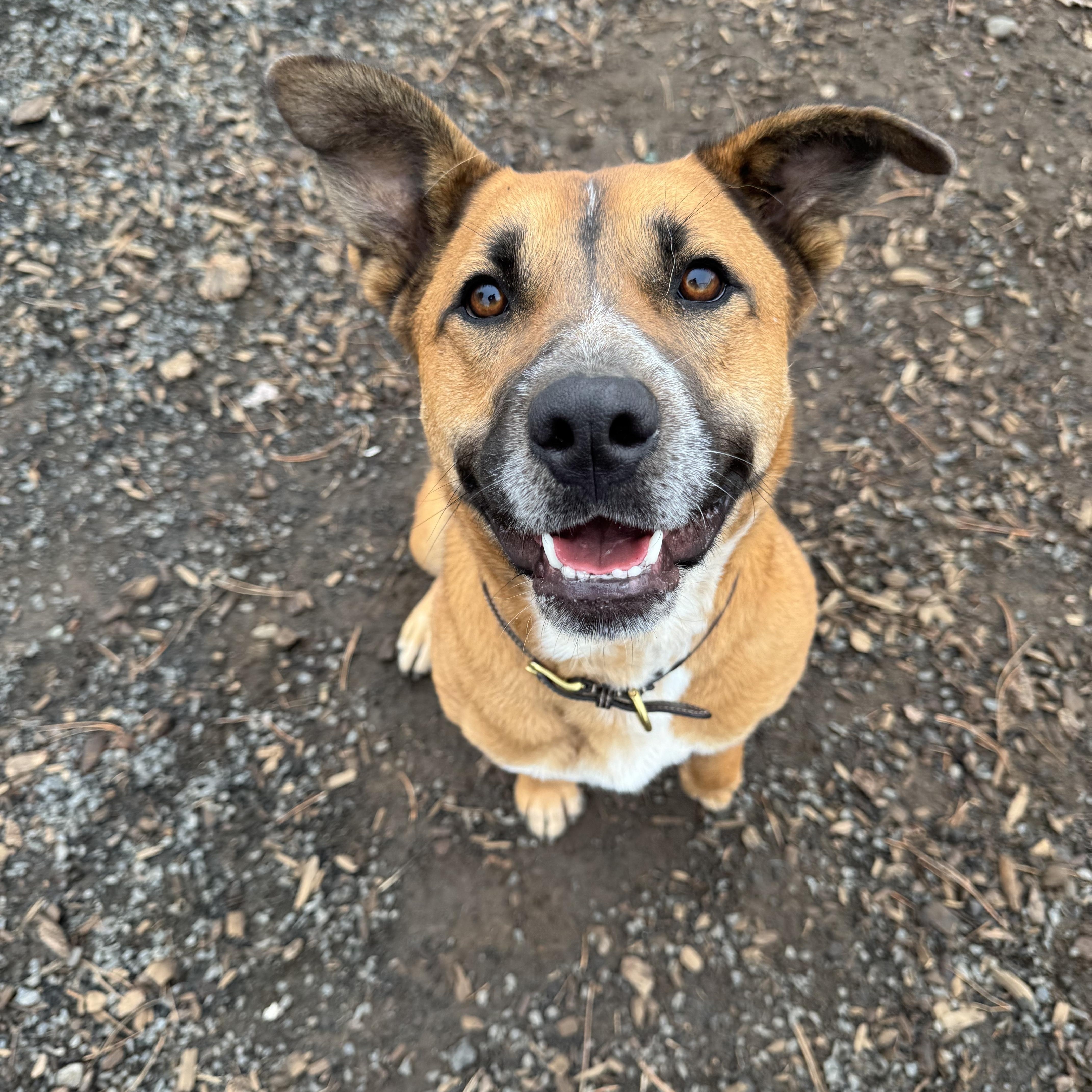 Oakley, a Adoptable mixed breed in The Dalles, OR image 2/5