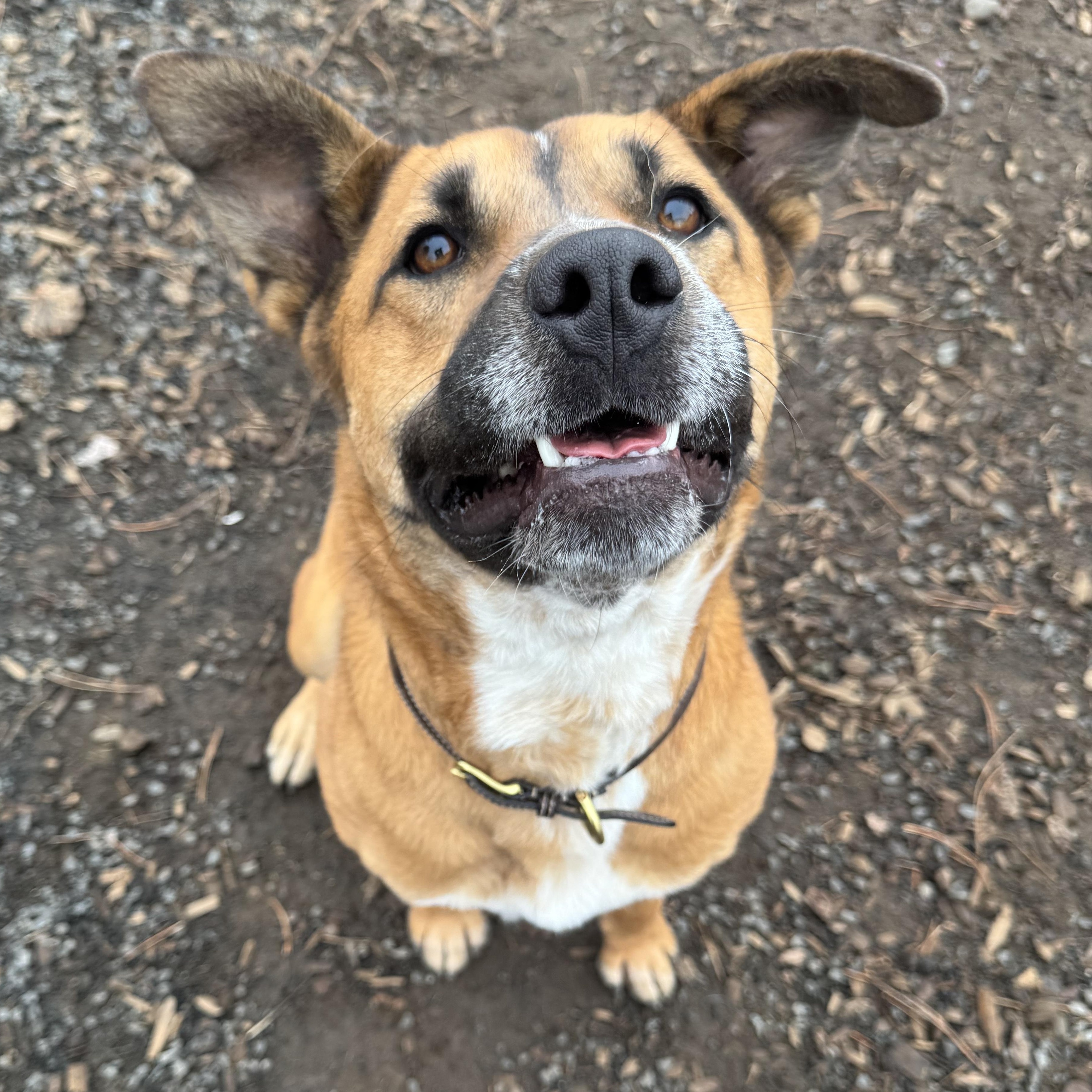 Oakley, Adoptable, Adult Male Shepherd.