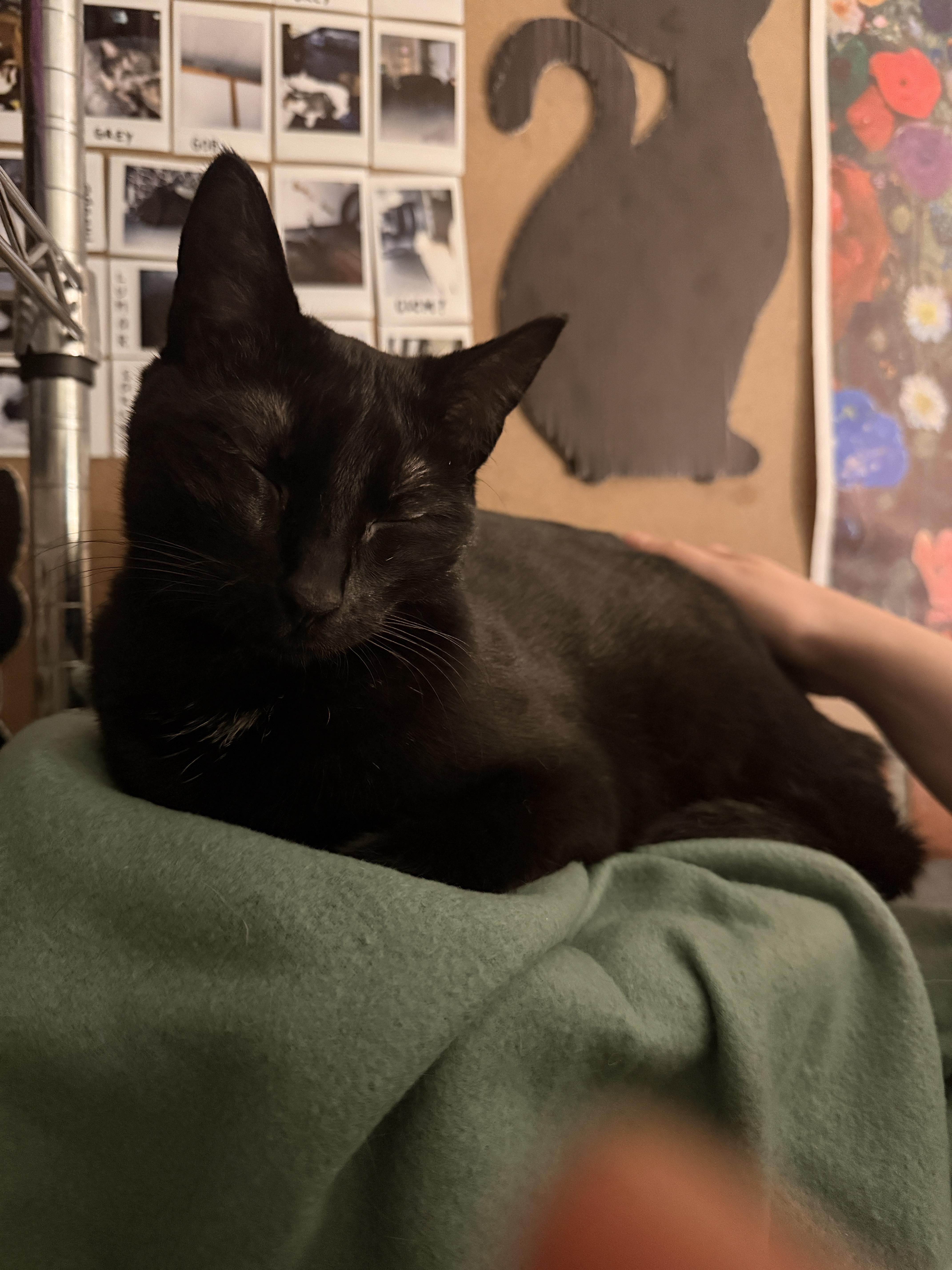 Enlarge Madeline, a Adopted Domestic Short Hair in Burlington, VT image 1/5