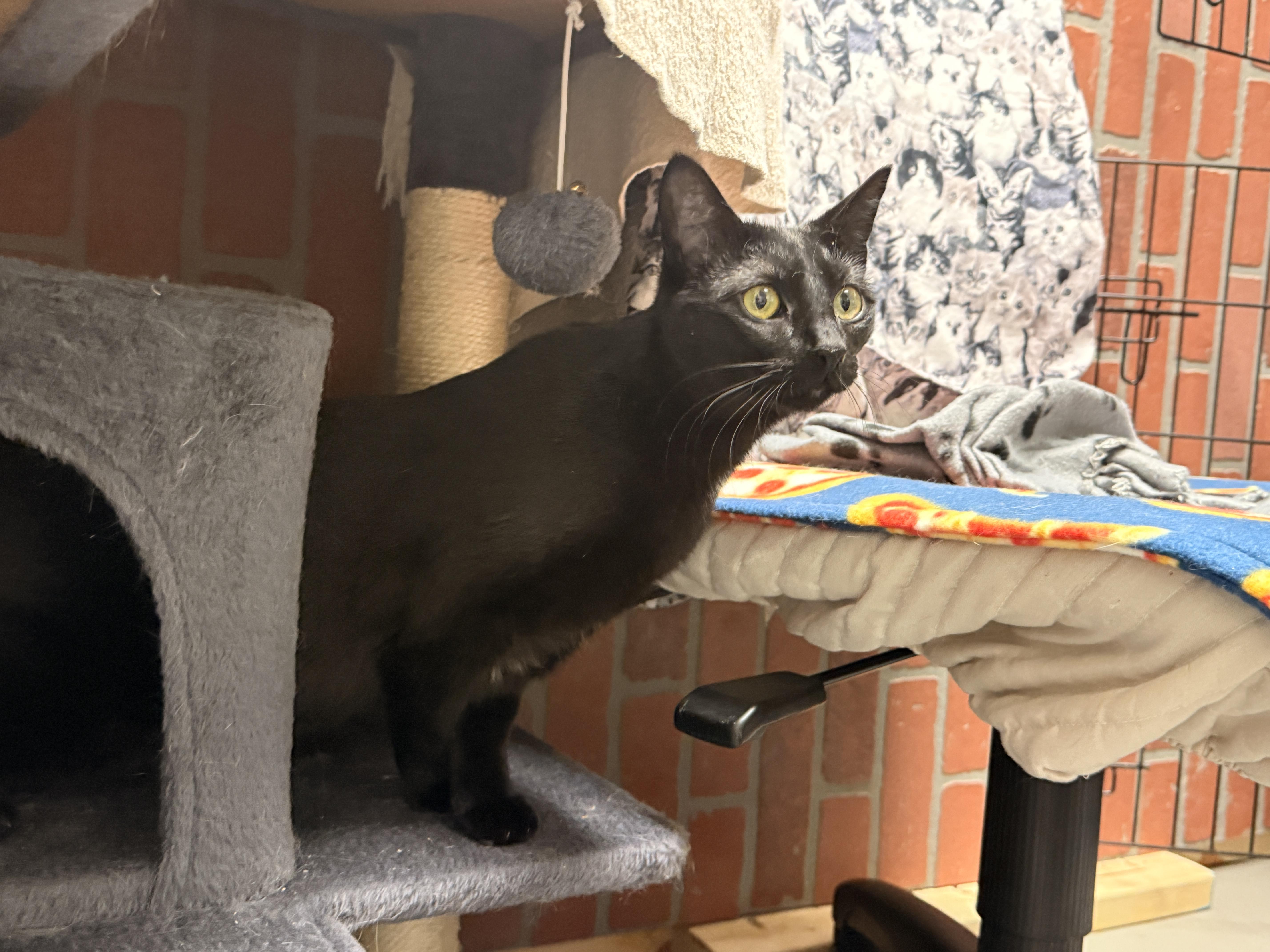Enlarge Madeline, a Adopted Domestic Short Hair in Burlington, VT image 2/5
