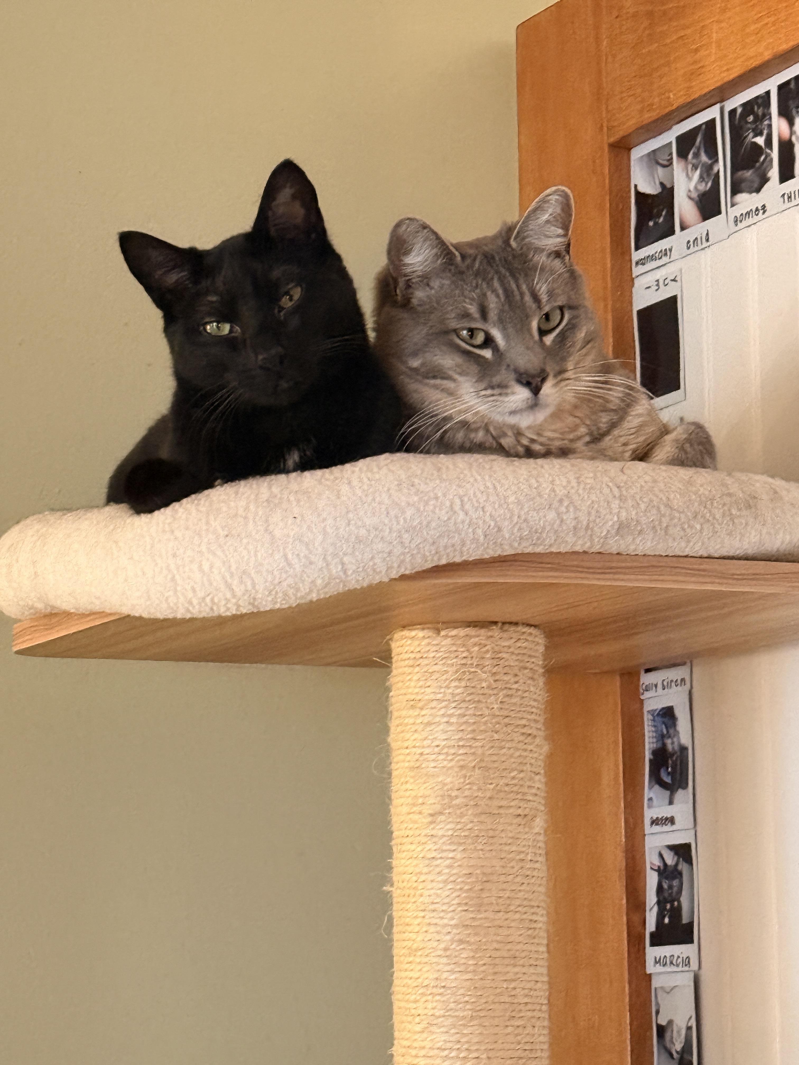 Enlarge Madeline, a Adopted Domestic Short Hair in Burlington, VT image 3/5