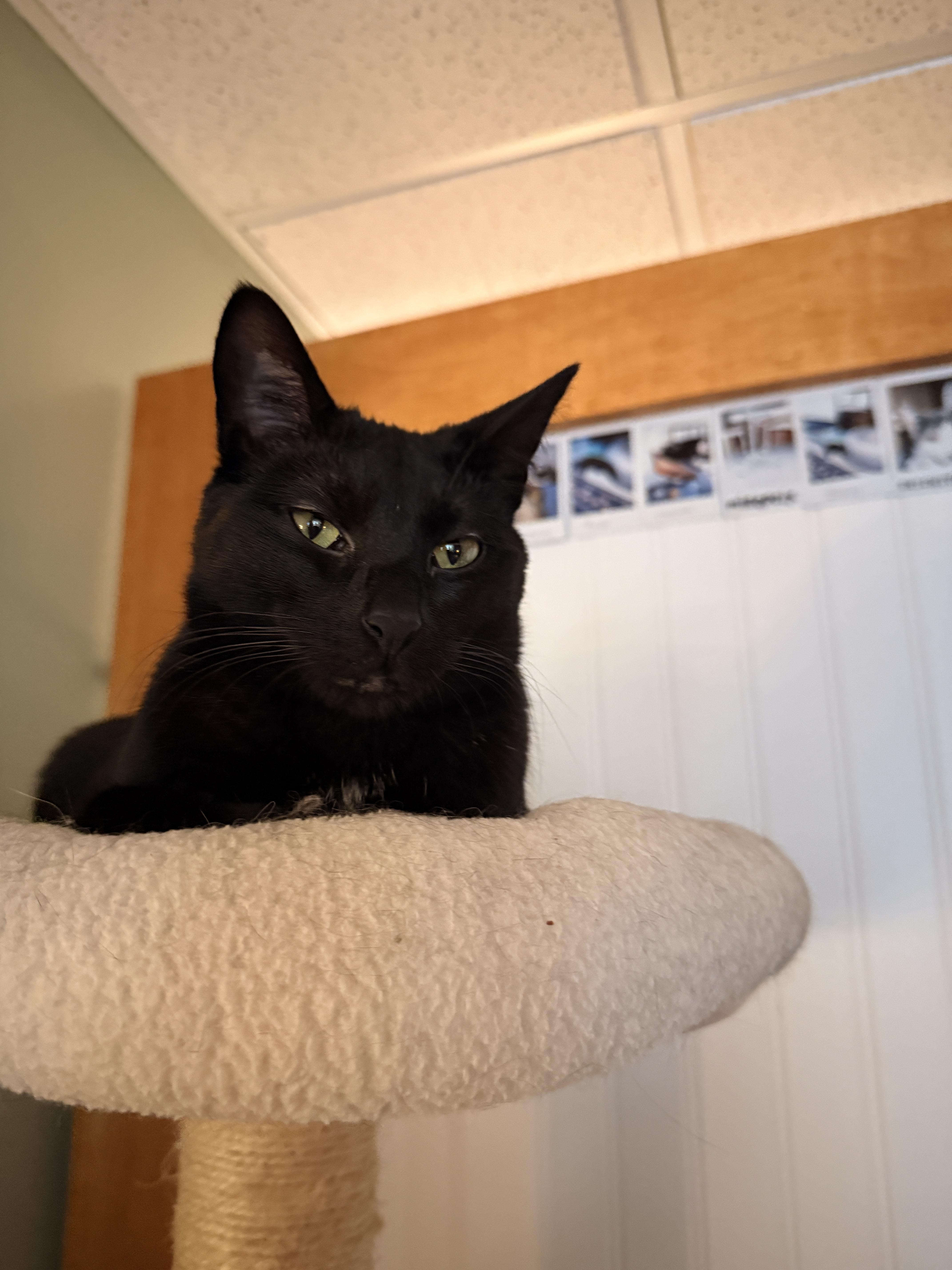 Enlarge Madeline, a Adopted Domestic Short Hair in Burlington, VT image 4/5