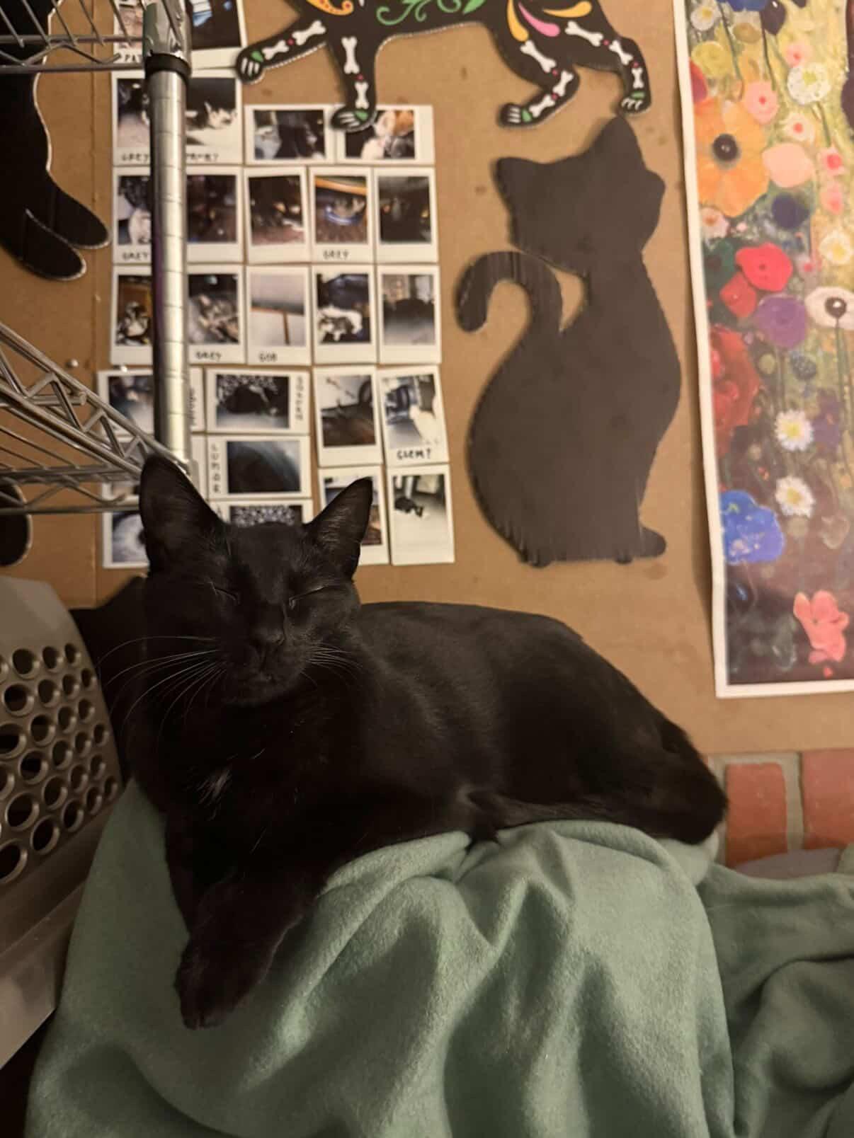 Enlarge Madeline, a Adopted Domestic Short Hair in Burlington, VT image 5/5