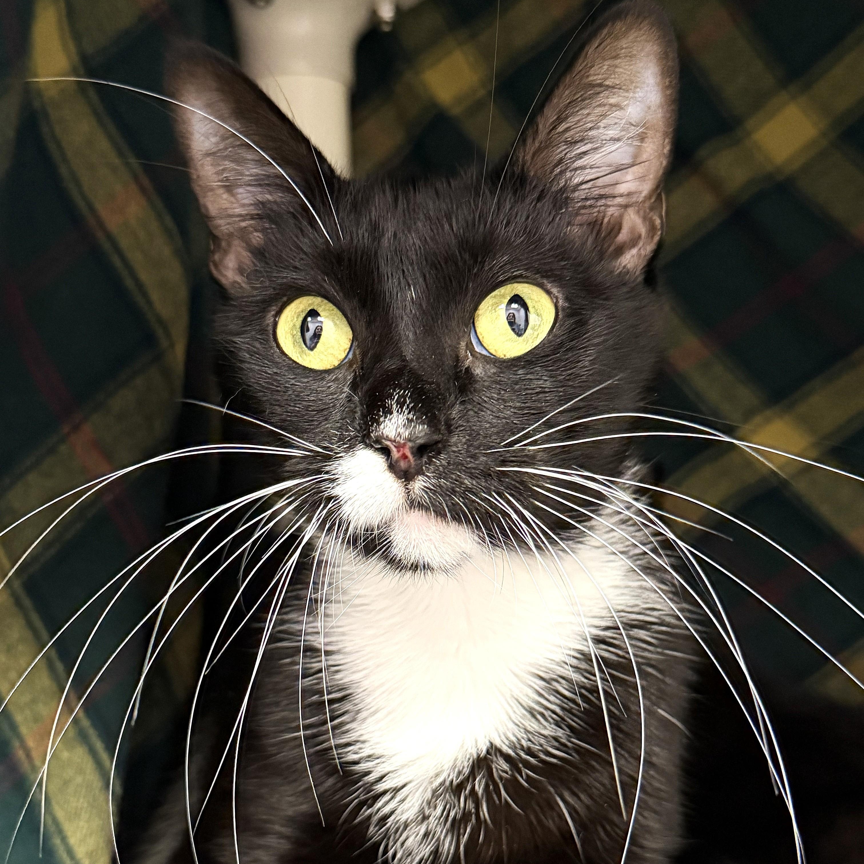 Enlarge Lacey, an adoptable Domestic Short Hair in Cooperstown, NY image 1/1