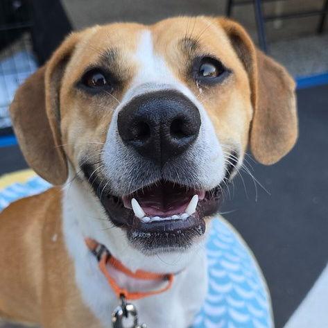 Sara, Adopted, Young Female Beagle.