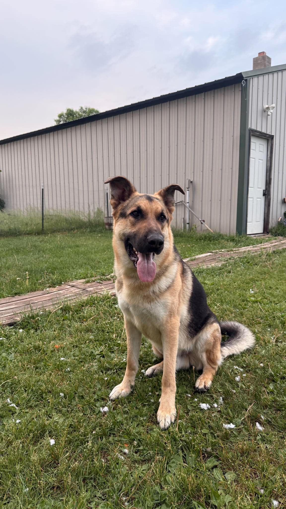 Enlarge Axel, a Adoptable German Shepherd Dog in Mora, MN image 2/2