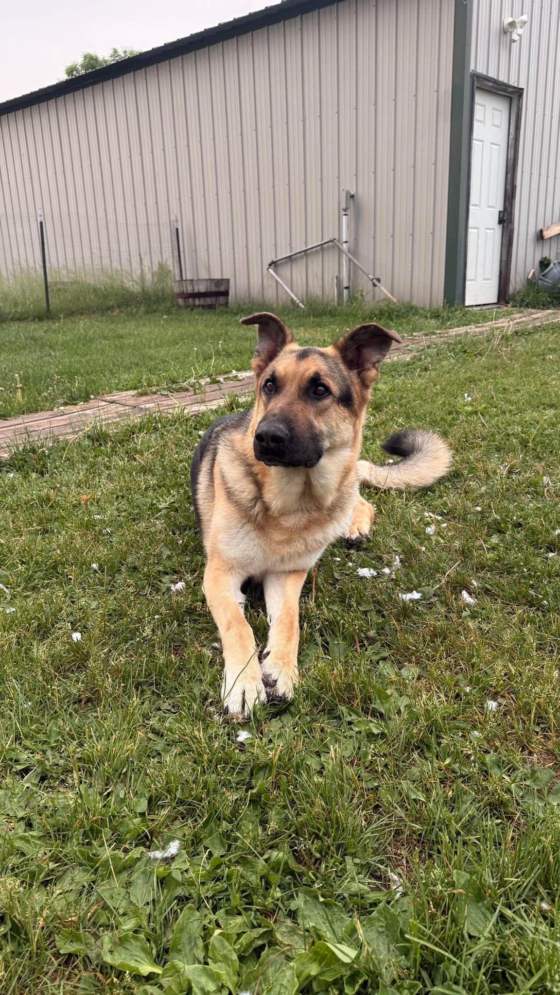 Axel, Adoptable, Young Male German Shepherd Dog.