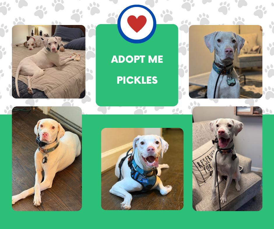 Pickles (TN), ADOPTABLE, Young Female English Pointer.