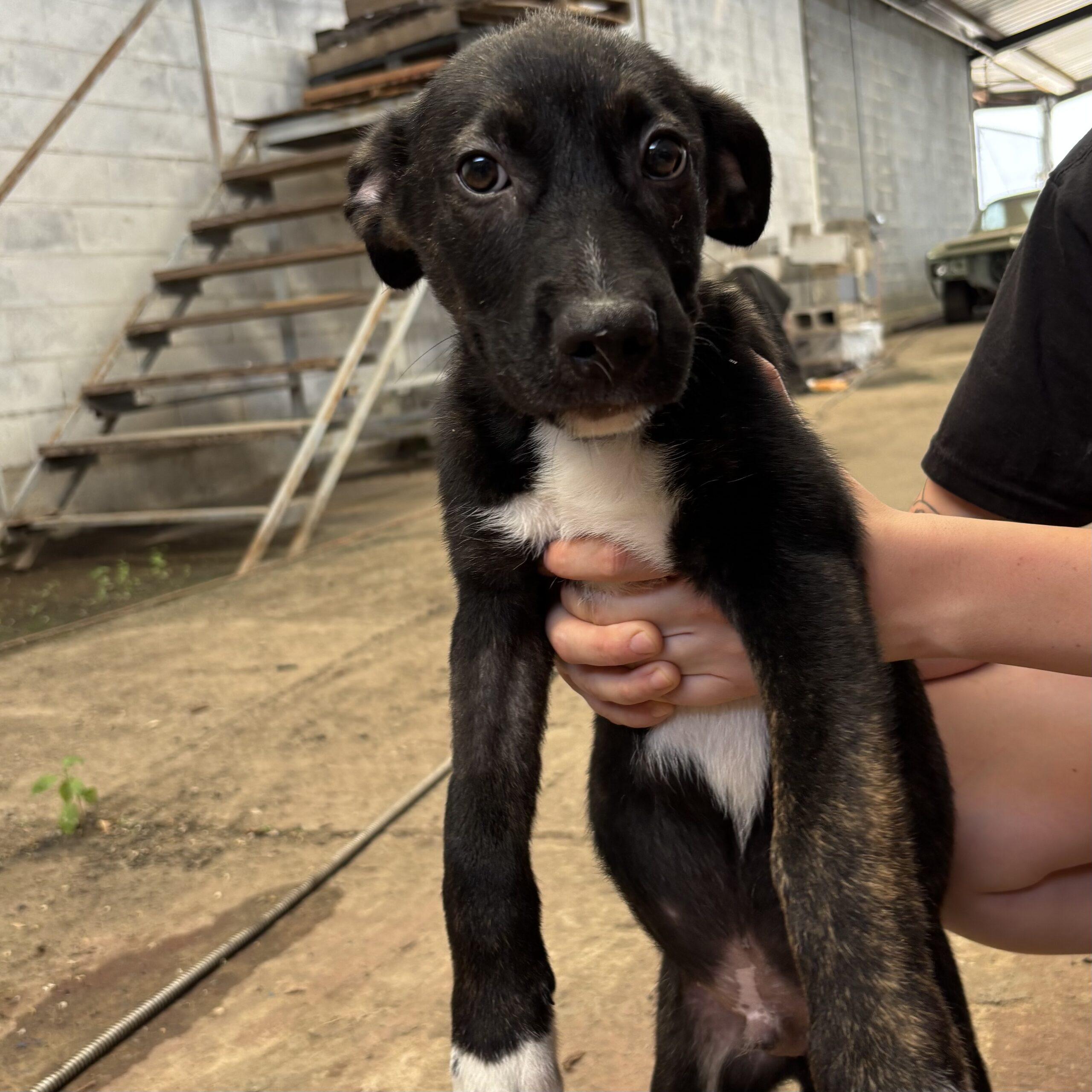 Animal Shelter Private Rehoming Of Dogs Animal Shelter Private Dog