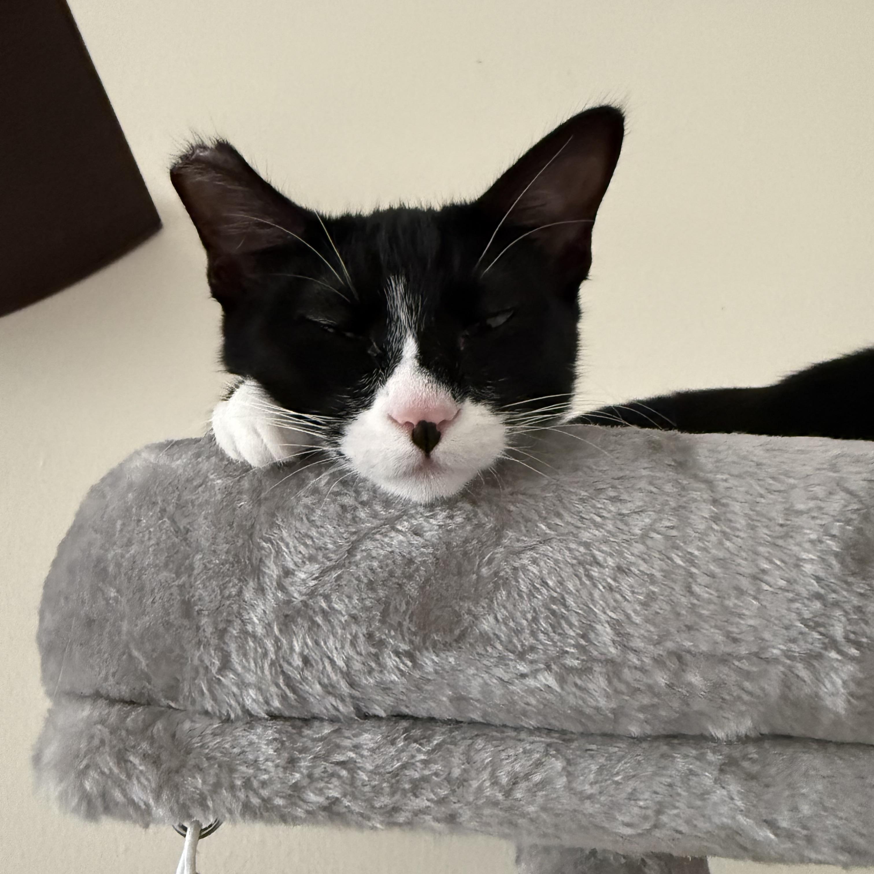 Dora, ADOPTABLE, Young Female American Shorthair.