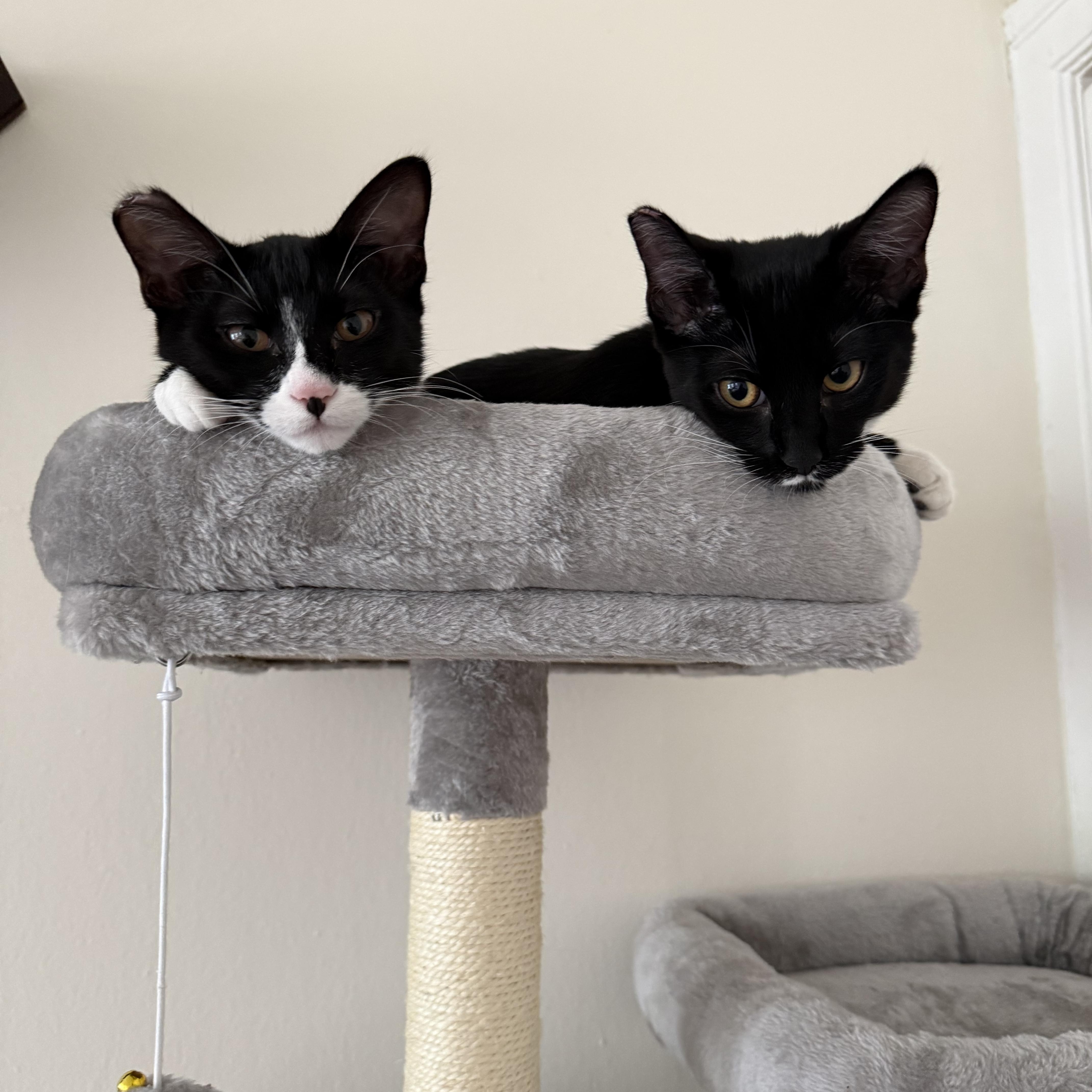 Enlarge Dora, a ADOPTABLE American Shorthair in San Francisco, CA image 3/3