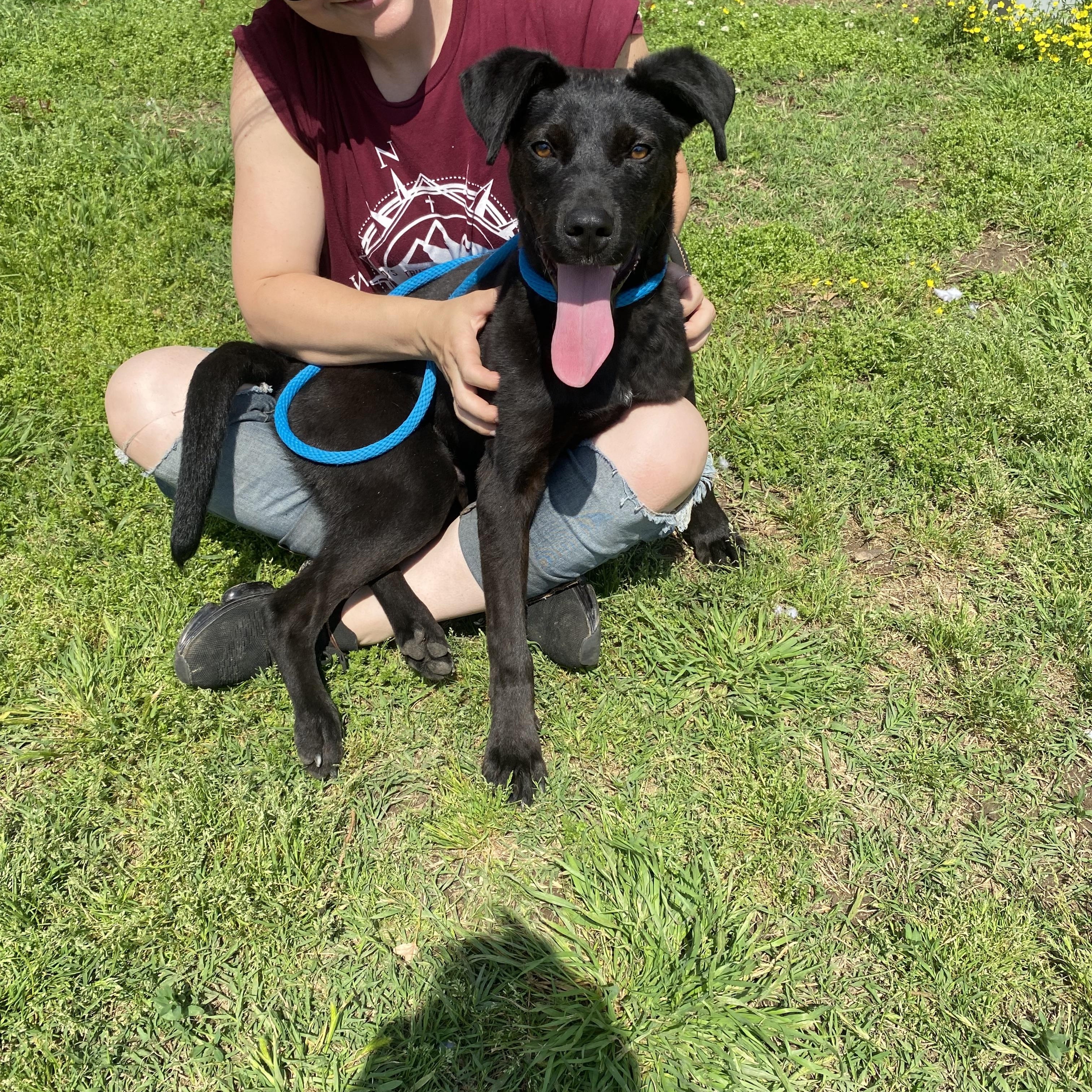 Polo, a Adoptable mixed breed in Blytheville, AR image 1/4
