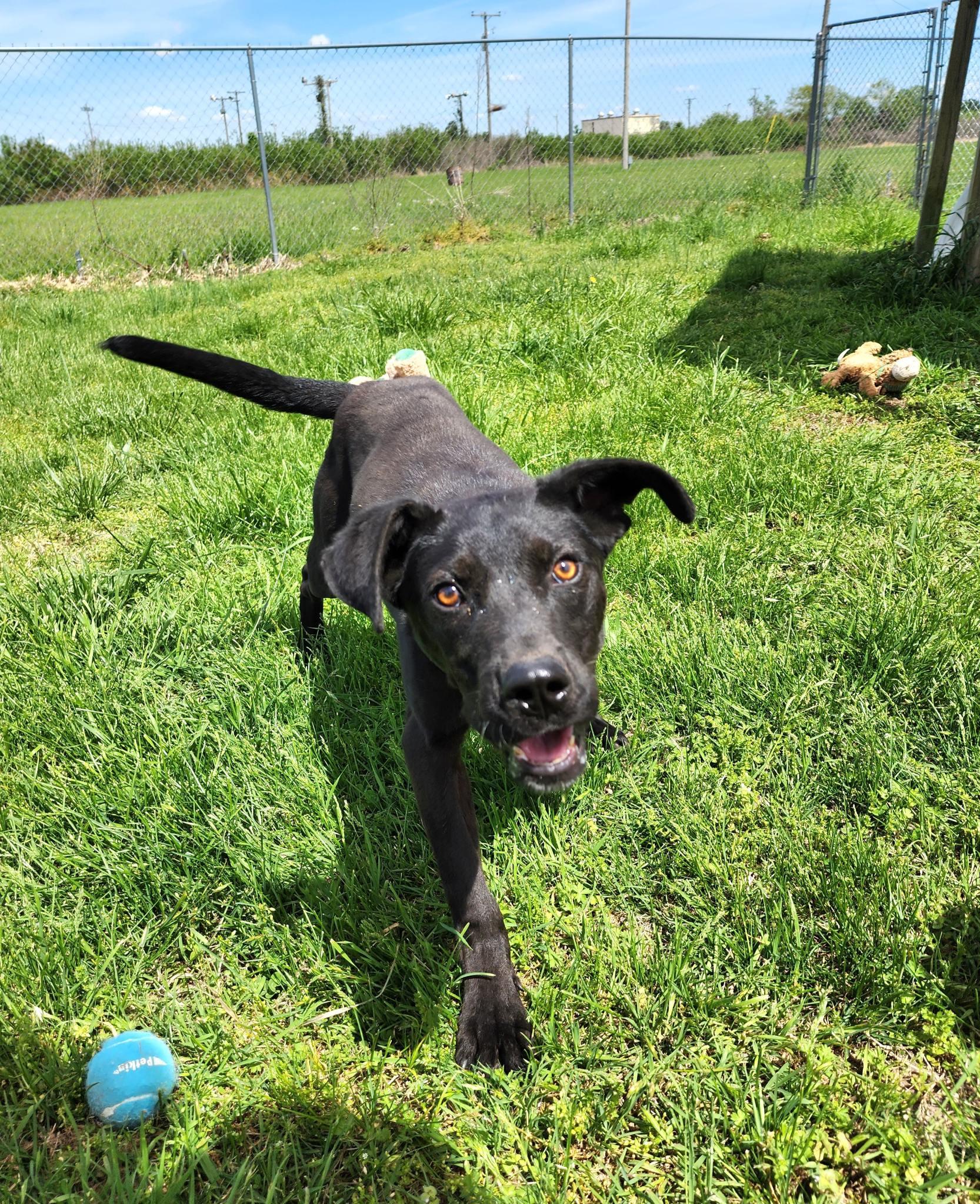 Polo, a Adoptable mixed breed in Blytheville, AR image 3/4