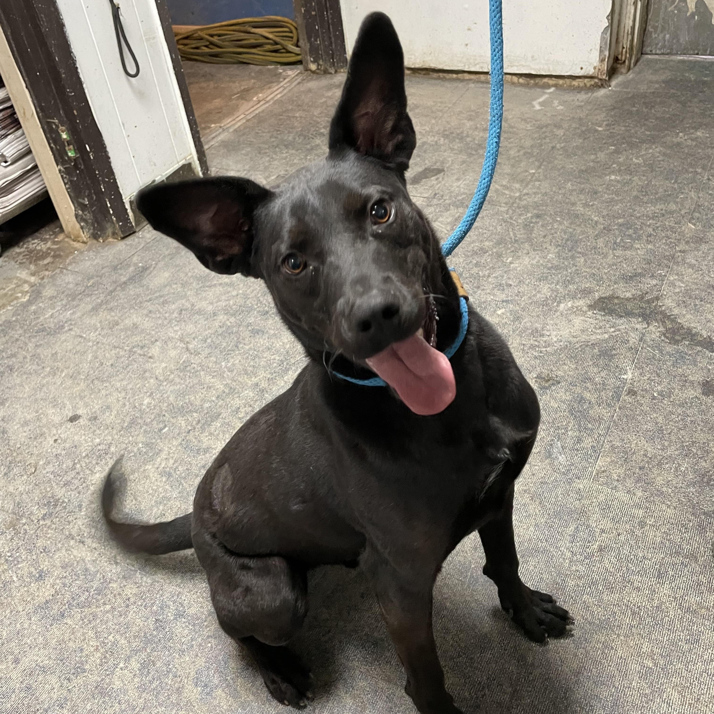 Polo, a Adoptable mixed breed in Blytheville, AR image 2/4