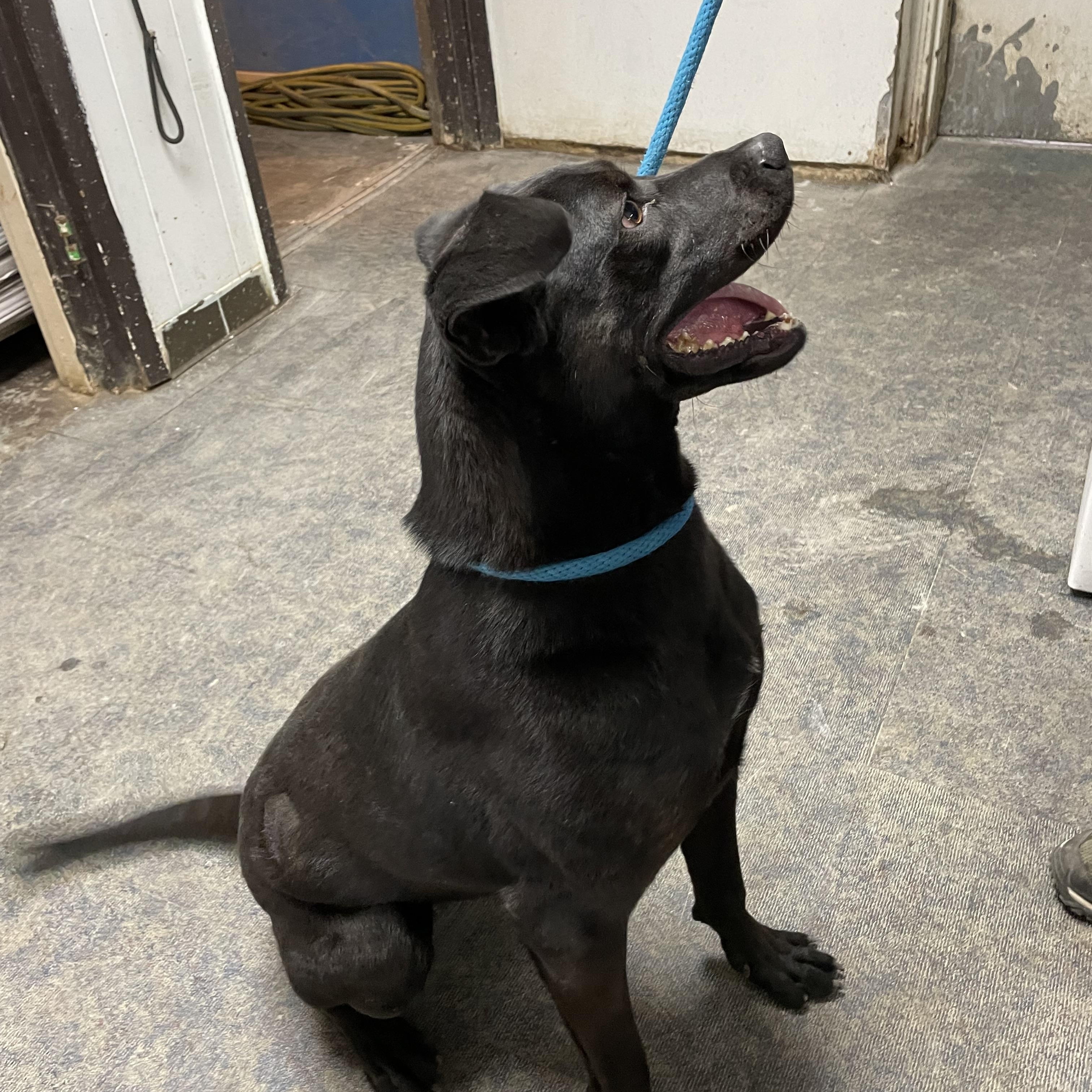 Polo, a Adoptable mixed breed in Blytheville, AR image 4/4