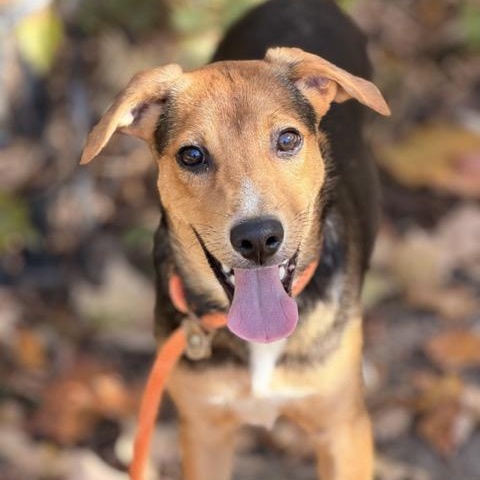 Scooby, Adoptable, Puppy Male Beagle & Australian Shepherd.