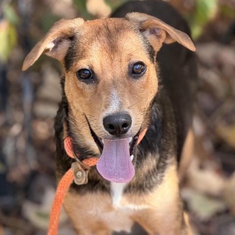 Enlarge Scooby, a Adoptable mixed breed in Sparta, NJ image 5/5