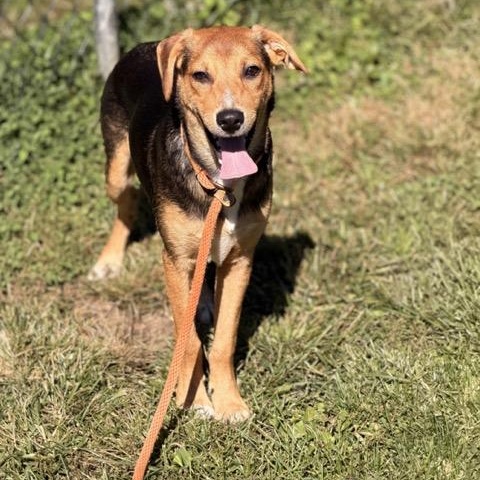 Enlarge Scooby, a Adoptable mixed breed in Sparta, NJ image 2/5