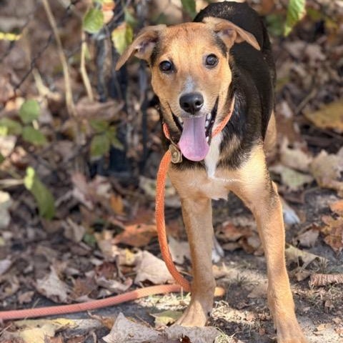 Enlarge Scooby, a Adoptable mixed breed in Sparta, NJ image 3/5