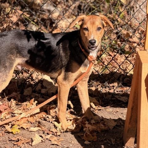 Enlarge Scooby, a Adoptable mixed breed in Sparta, NJ image 4/5