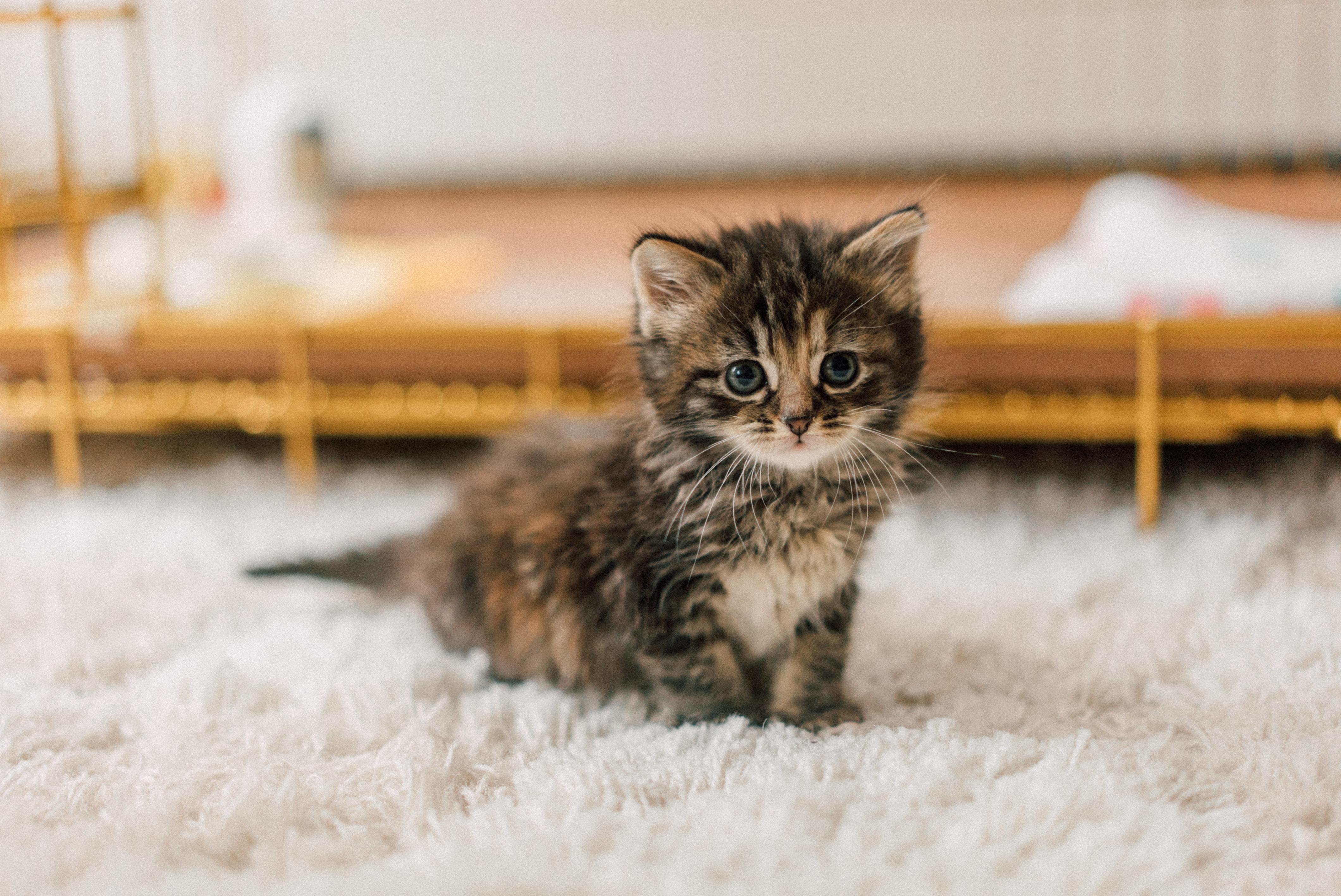 Camille , adopted, Kitten Female Domestic Long Hair.