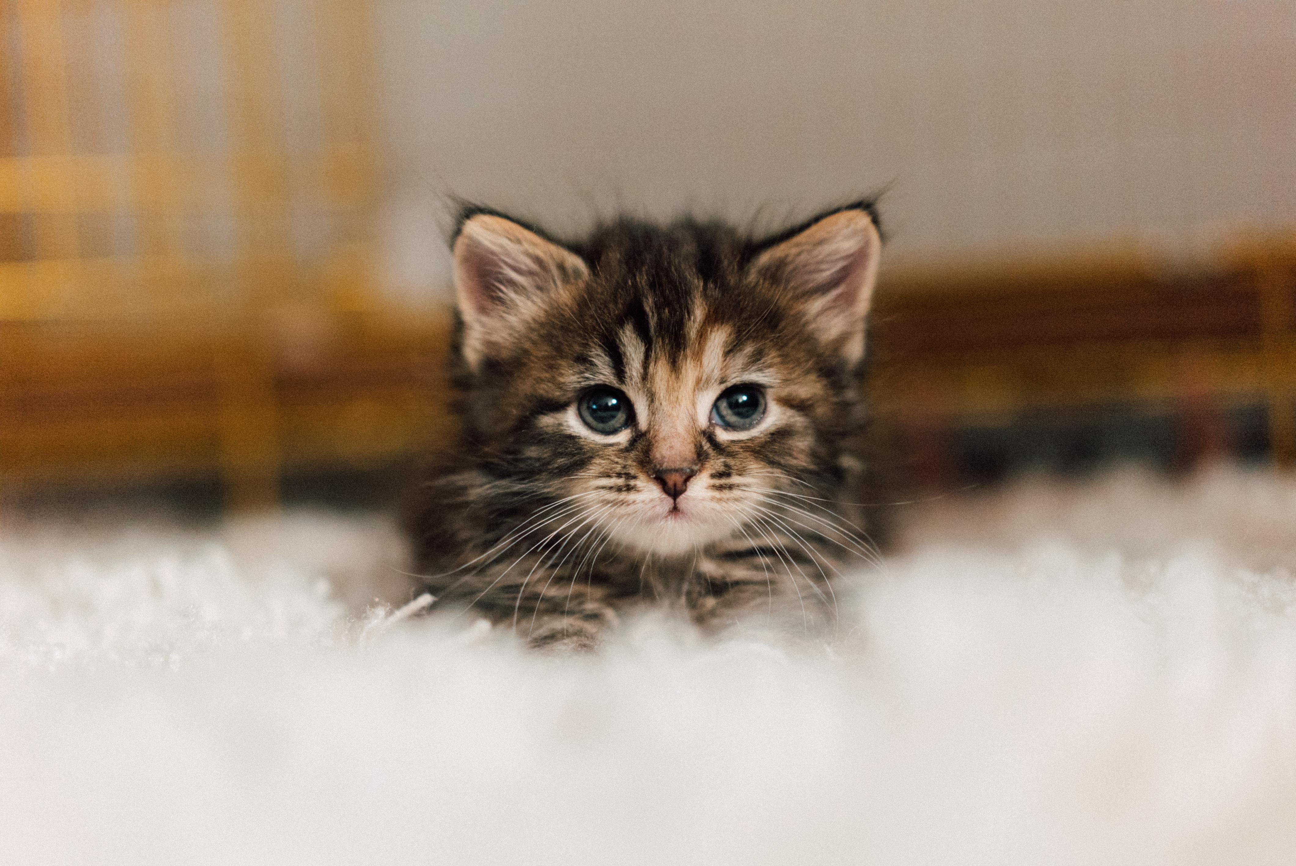 Enlarge Camille , an adopted Domestic Long Hair in Brooklyn, NY image 5/5