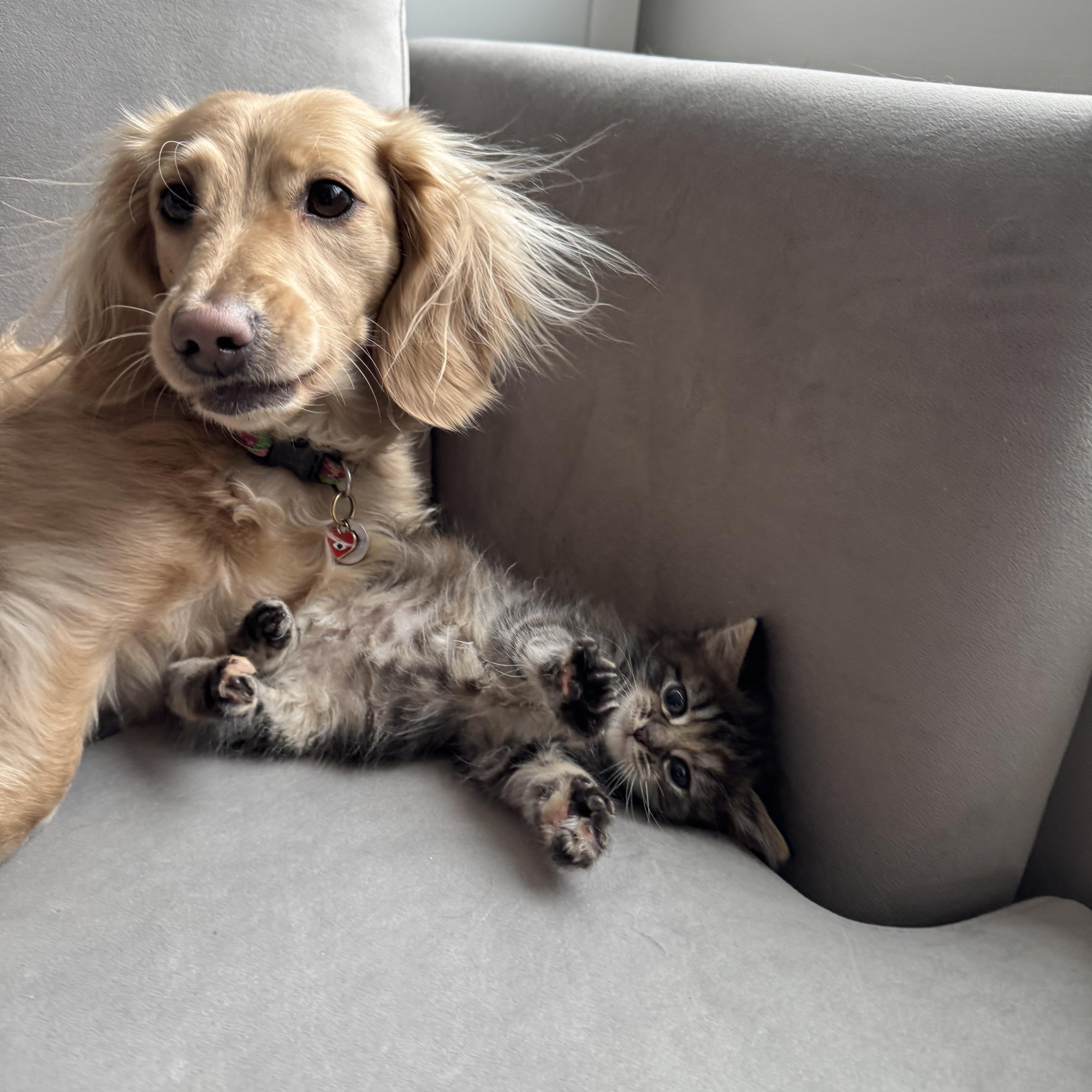 Enlarge Camille , an adopted Domestic Long Hair in Brooklyn, NY image 4/5